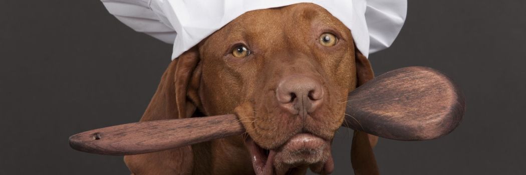 dog with chef hat promoting healthy diet