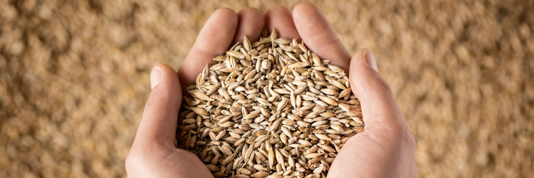 Close up of a person's hands holding wheat grains