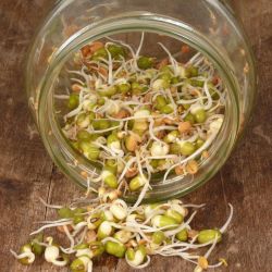 close up of sprouts in a tipped over mason jar