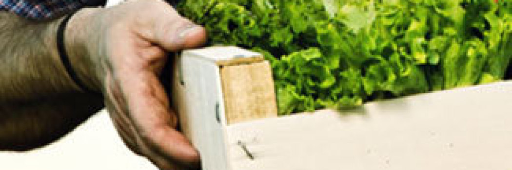 A closeup of a farmer carrying a box filled with greens